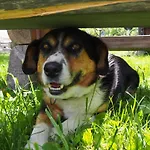 Daire Themessl Kirchbach (Carinthia)