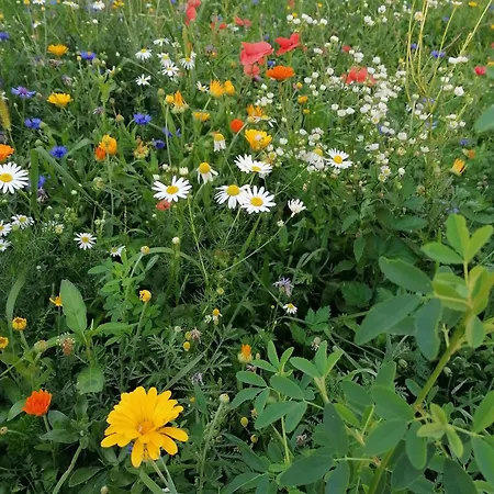 Themessl Kirchbach (Carinthia)