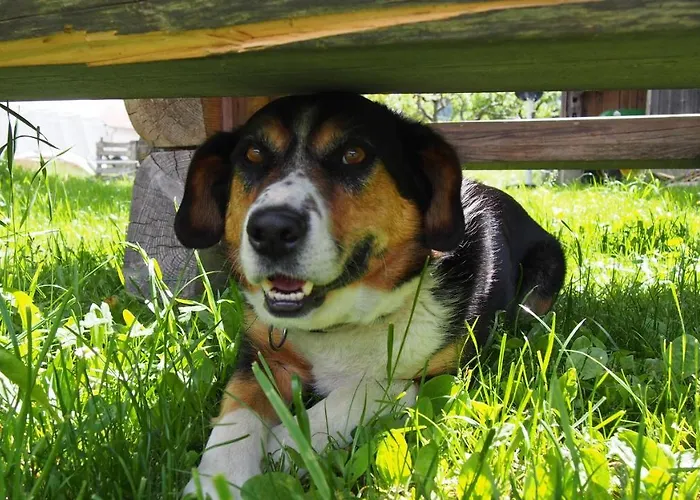 Διαμέρισμα Themessl Kirchbach (Carinthia)